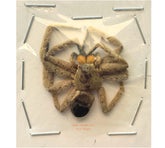 Spider sp.19 (Malaysia)